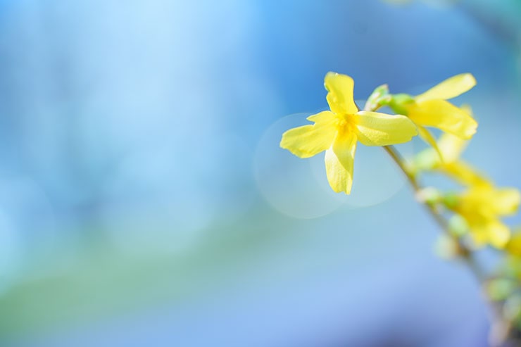 SONY α7 Ⅳ・FE 70-200mm F2.8 GM OSS II・70mmで撮影した最短撮影距離に寄ったレンギョウの画像