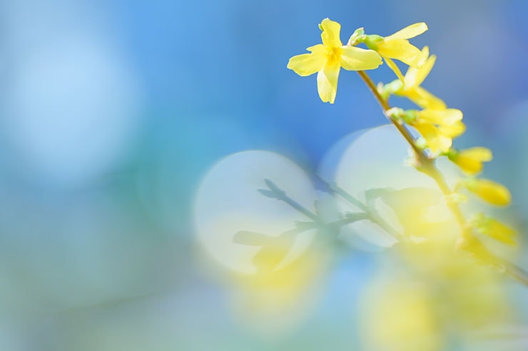 SONY α7 Ⅳ・FE 70-200mm F2.8 GM OSS II・124mmで撮影［APS-Cサイズクロップ撮影のため35mm判換算186mm］したレンギョウの画像