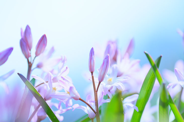 SONY α7 Ⅳ・FE 70-200mm F2.8 GM OSS II・200mmで撮影［APS-Cサイズクロップ撮影のため35mm判換算300mm］で撮影した紫の花の画像