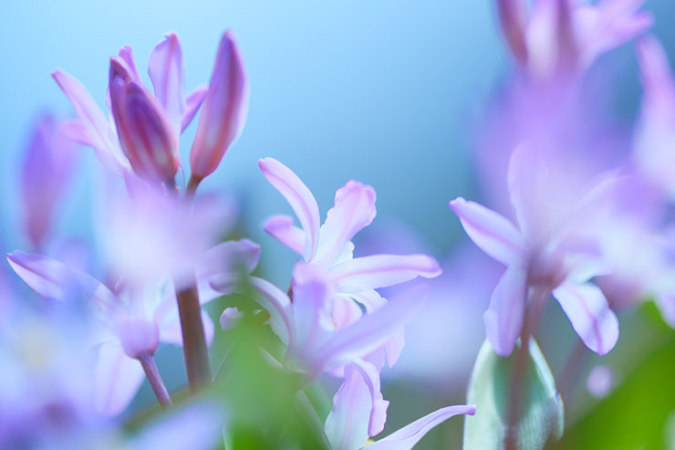 SONY α7 Ⅳ・FE 70-200mm F2.8 GM OSS II・200mmで撮影［APS-Cサイズクロップ撮影のため35mm判換算300mm］した紫の花の画像