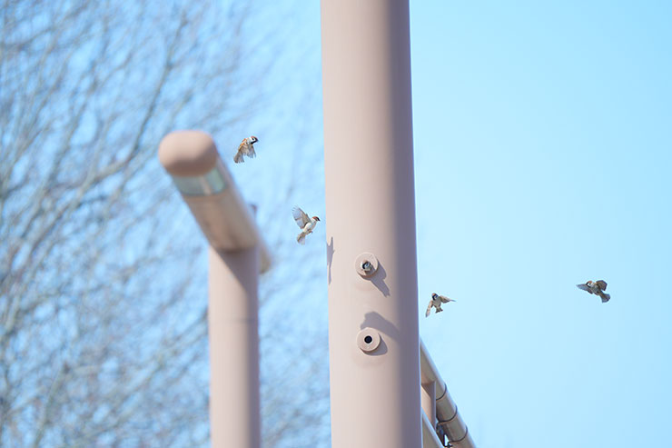 SONY α7 Ⅳ・FE 70-200mm F2.8 GM OSS II・200mmで撮影［APS-Cサイズクロップ撮影のため35mm判換算300mm］した塔の周りを飛んでいるスズメの画像