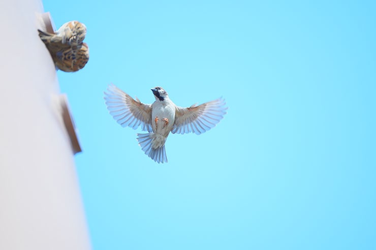 SONY α7 Ⅳ・FE 70-200mm F2.8 GM OSS II・200mmで撮影［APS-Cサイズクロップ撮影のため35mm判換算300mm］した塔の穴を出入りするスズメたちの画像