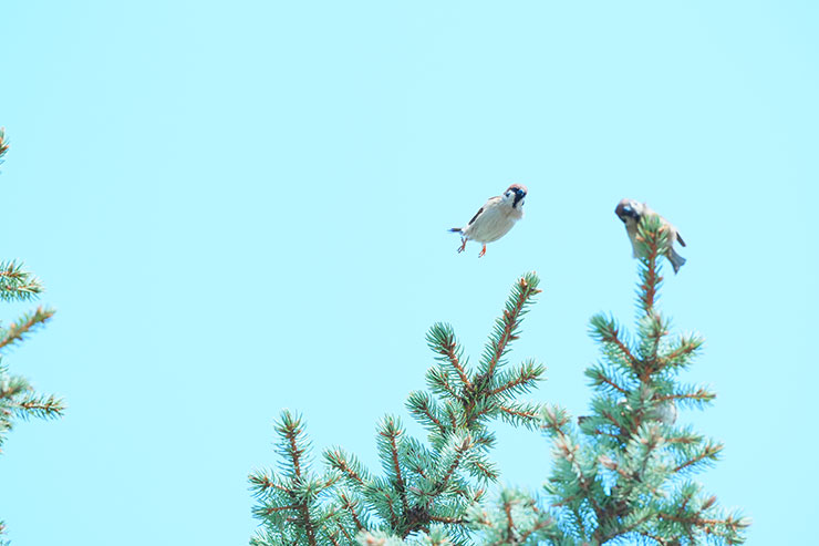 SONY α7 Ⅳ・FE 70-200mm F2.8 GM OSS II・200mmで撮影［APS-Cサイズクロップ撮影のため35mm判換算300mm］した木に止まりに来たスズメたちの画像