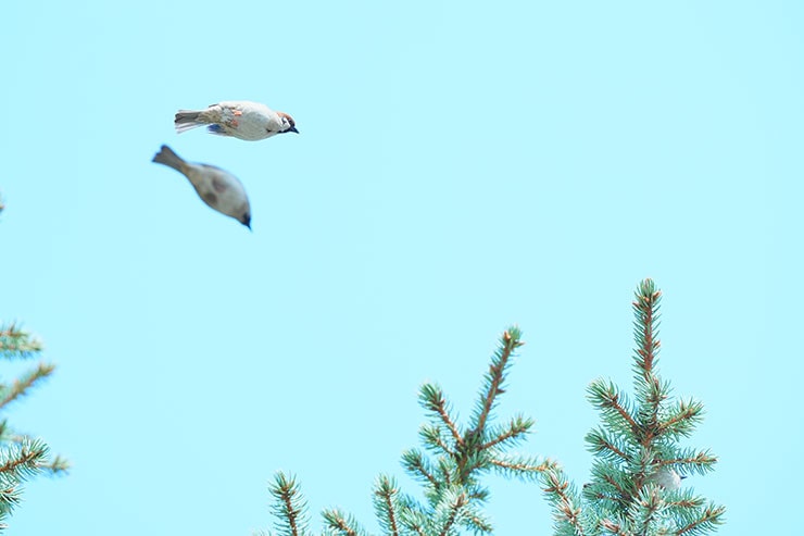 SONY α7 Ⅳ・FE 70-200mm F2.8 GM OSS II・200mmで撮影［APS-Cサイズクロップ撮影のため35mm判換算300mm］した木の上を飛ぶスズメたちの画像