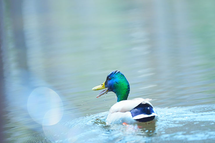 SONY α7 Ⅳ・FE 70-200mm F2.8 GM OSS II・200mmで撮影［APS-Cサイズクロップ撮影のため35mm判換算300mm］したくちばしを開きながら泳ぐマガモの画像