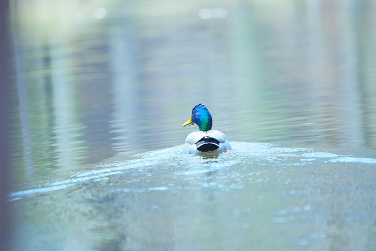 SONY α7 Ⅳ・FE 70-200mm F2.8 GM OSS II・200mmで撮影［APS-Cサイズクロップ撮影のため35mm判換算300mm］で撮影した池で泳ぐマガモの画像