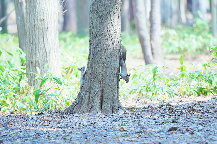 SONY α7 Ⅳ・FE 70-200mm F2.8 GM OSS II・200mmで撮影［APS-Cサイズクロップ撮影のため35mm判換算300mm］した木を登ったり降りたりしているリスたちの画像