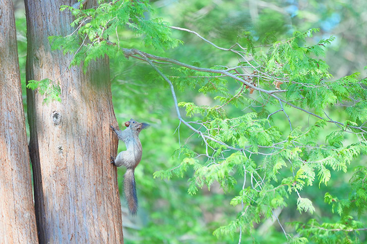 SONY α7 Ⅳ・FE 70-200mm F2.8 GM OSS II・200mmで撮影［APS-Cサイズクロップ撮影のため35mm判換算300mm］した木の実を咥えて木を登るリスの画像