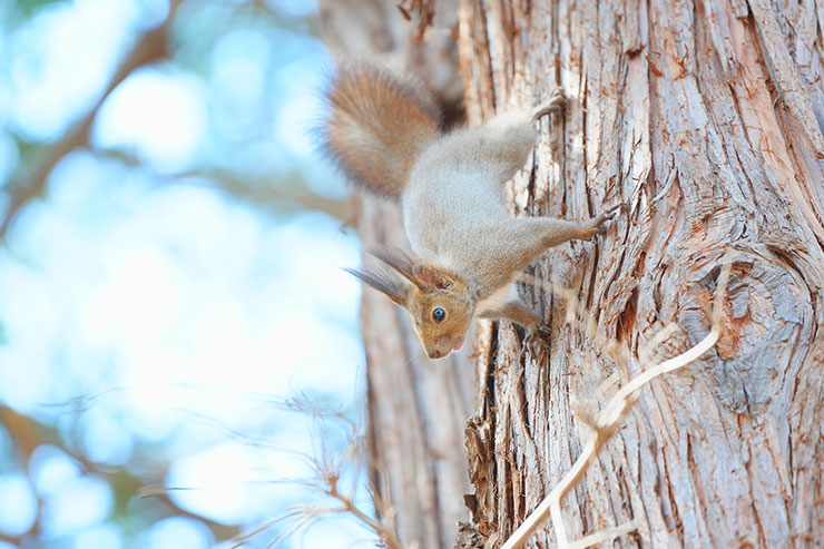 SONY α7 Ⅳ・FE 70-200mm F2.8 GM OSS II・200mmで撮影［APS-Cサイズクロップ撮影のため35mm判換算300mm］した木の幹に止まっているリスの画像