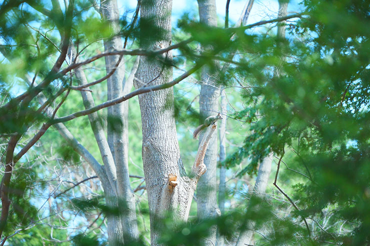 SONY α7 Ⅳ・FE 70-200mm F2.8 GM OSS II・200mmで撮影した木の枝に止まっているリスの画像