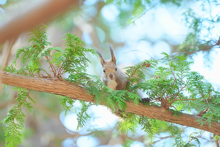 SONY α7 Ⅳ・FE 70-200mm F2.8 GM OSS II・200mmで撮影［APS-Cサイズクロップ撮影のため35mm判換算300mm］した木の枝の上からこちらを見るリスの画像