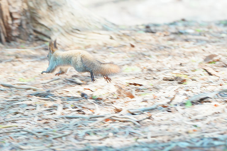 SONY α7 Ⅳ・FE 70-200mm F2.8 GM OSS II・200mmで撮影［APS-Cサイズクロップ撮影のため35mm判換算300mm］した地面を走るリスの画像