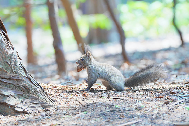 SONY α7 Ⅳ・FE 70-200mm F2.8 GM OSS II・200mmで撮影［APS-Cサイズクロップ撮影のため35mm判換算300mm］した地面の上で木の実を咥えているリスの画像