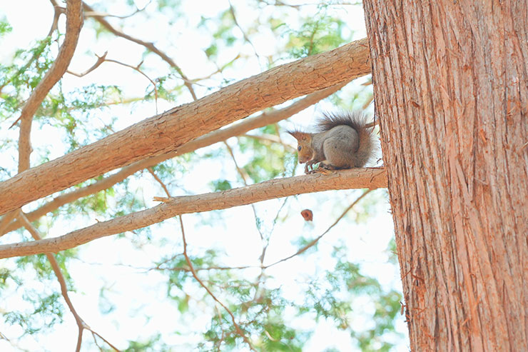 SONY α7 Ⅳ・FE 70-200mm F2.8 GM OSS II・200mmで撮影［APS-Cサイズクロップ撮影のため35mm判換算300mm］した木の枝の上に座っているリスの画像