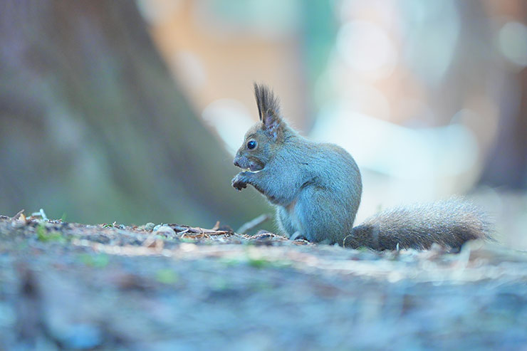 SONY α7 Ⅳ・FE 70-200mm F2.8 GM OSS II・200mmで撮影［APS-Cサイズクロップ撮影のため35mm判換算300mm］した木の実を食べているリスの画像