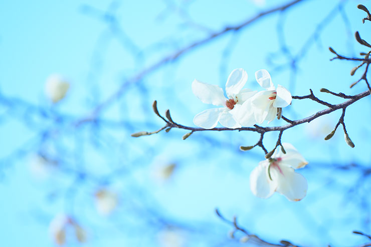 SONY α7 Ⅳ・FE 70-200mm F2.8 GM OSS II・200mmで撮影［APS-Cサイズクロップ撮影のため35mm判換算300mm］した木に咲く白い花の画像