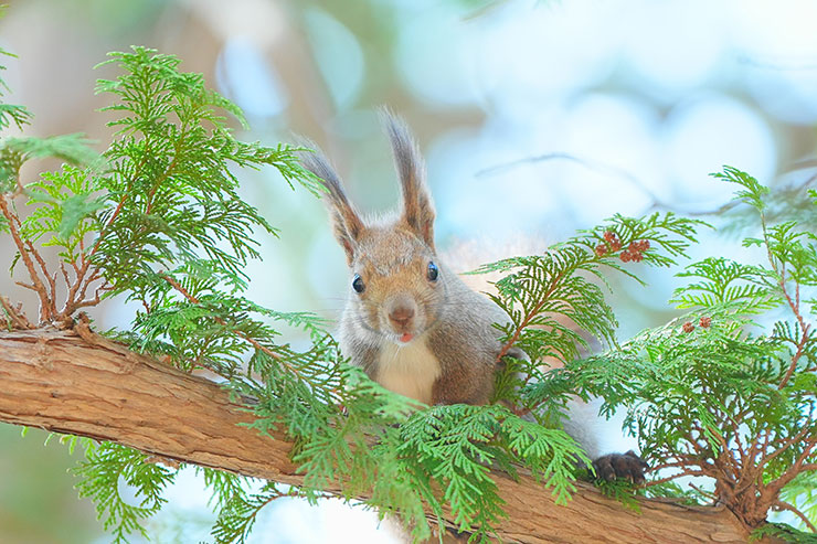 SONY α7 Ⅳ・FE 70-200mm F2.8 GM OSS II・200mmで撮影［APS-Cサイズクロップ撮影のため35mm判換算300mm］した後にトリミングをした木の枝に止まるリスの画像