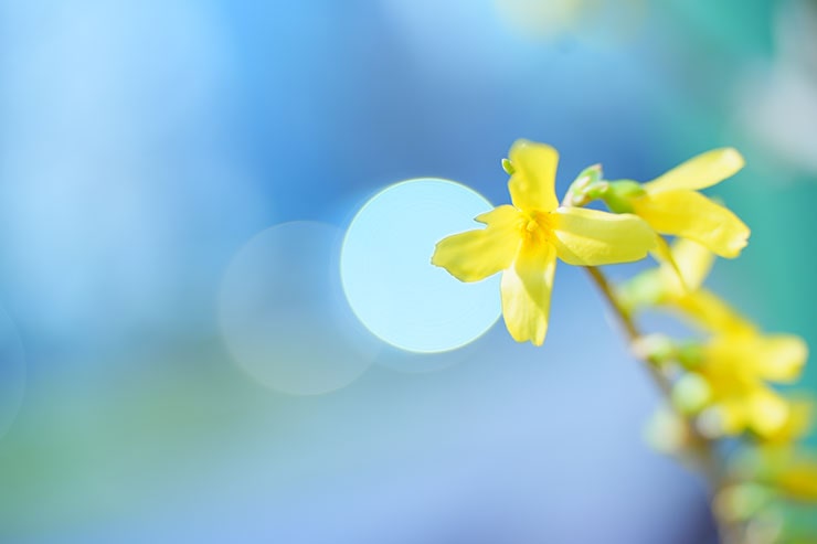 くっきりとした玉ボケとレンギョウの画像