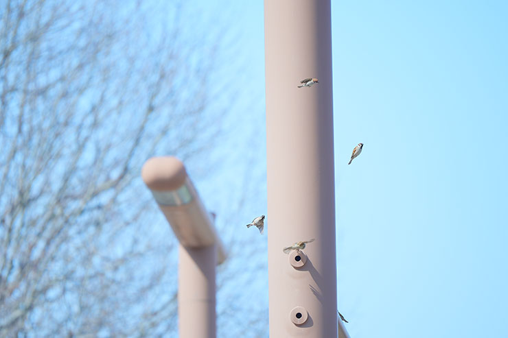 塔の周辺を飛び回るスズメたちの画像