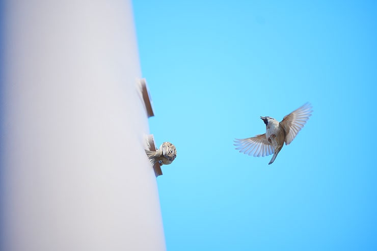 塔の穴を出入りするスズメたちの画像1