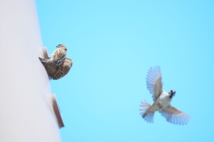 塔の穴を出入りするスズメたちの画像2