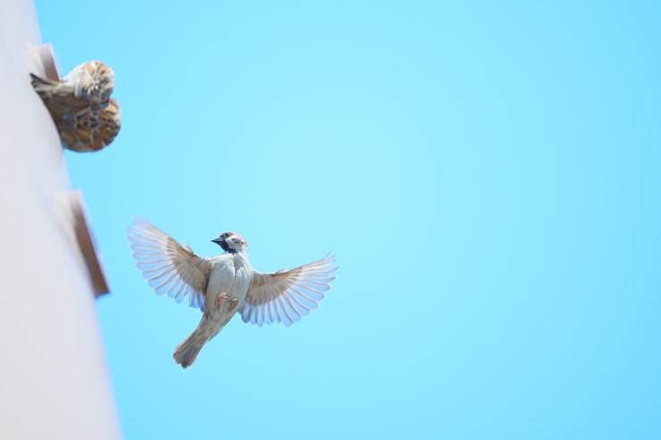 塔の穴を出入りするスズメたちの画像3