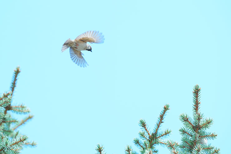 木の上を飛んでいるスズメの画像