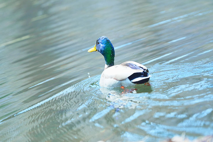 池を泳いでいるマガモの画像