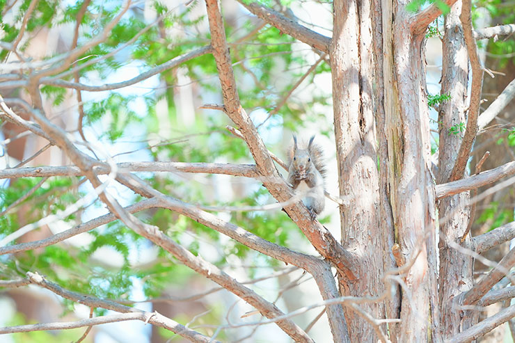 木の上で木の実を咥えながらこちらを見るリスの画像