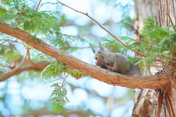 木の上で木の実を食べるリスの画像