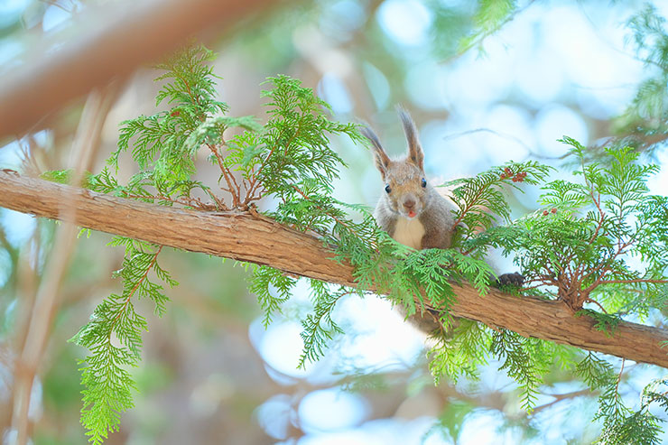 木の上からこちらをうかがうリスの画像