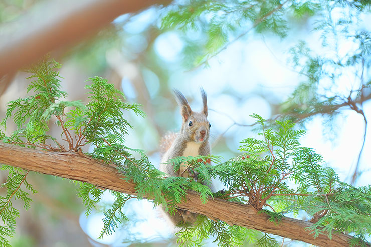 木の上から見下ろしているリスの画像