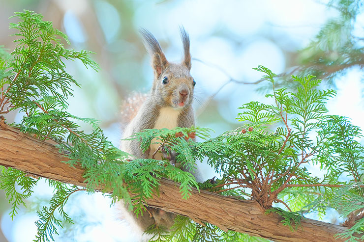木の上から見下ろしているリスの画像アップの画像