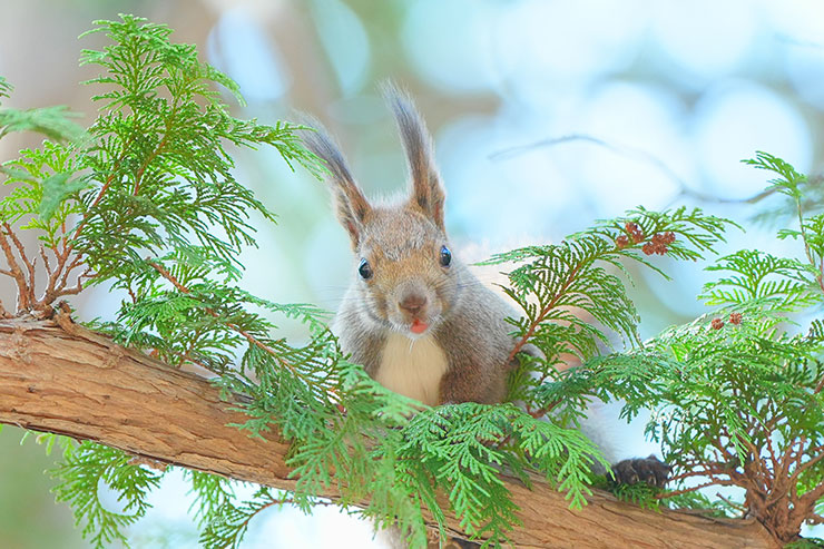 木の上からこちらをうかがうリスのアップの画像