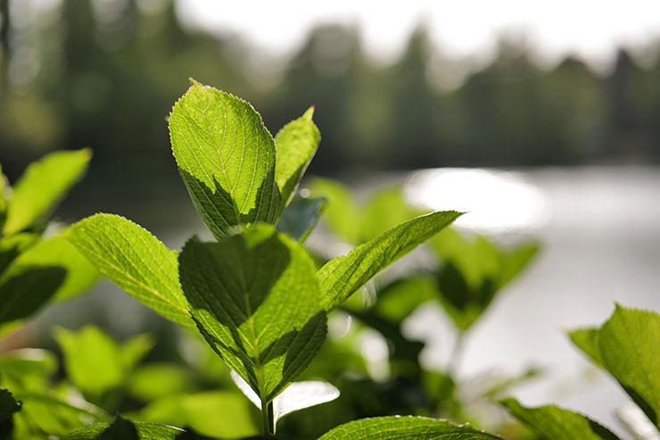 Leica SL2-S・ズミクロンSL f2/50mm ASPH.で撮影した植物の葉の画像