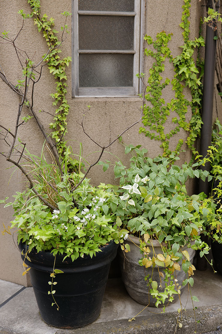 Leica SL2-S・ズミクロンSL f2/50mm ASPH.で撮影した植木鉢の植物の画像