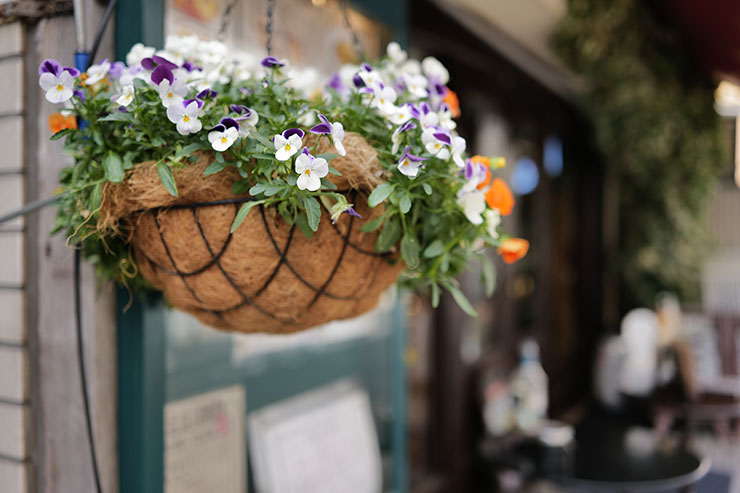 Leica SL2-S・ズミクロンSL f2/35mm ASPH.で撮影したお店に飾られたパンジーの画像