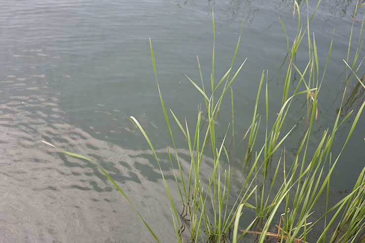 Leica SL2-S・ズミクロンSL f2/35mm ASPH.で撮影した水辺の草の画像