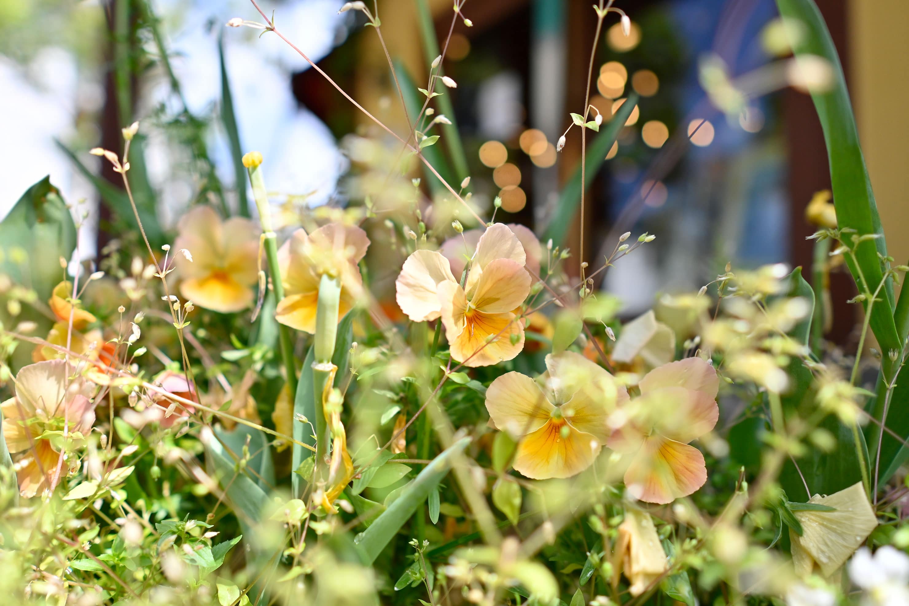 【美品】作例あり SIGMA 16mm f1.4dcdn (M4/3マウント) SIGMA 16mm F1.4 DC DN | Contemporary レビュー × ミゾタユキ