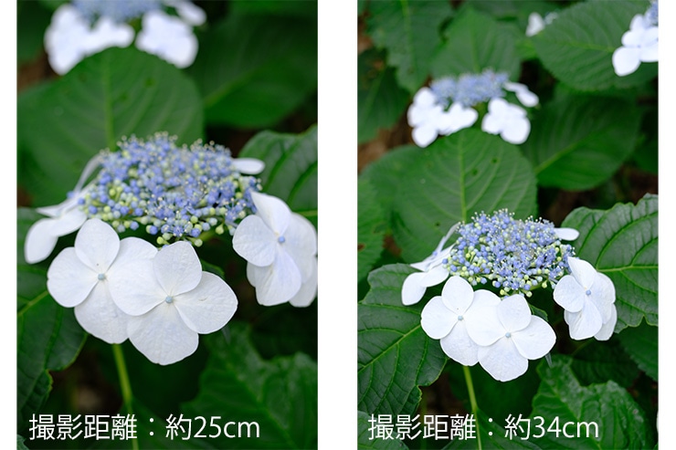 Voigtlander（フォクトレンダー）ULTRON 27mm F2 X-mount 、FUJIFILM XF27mmF2.8 R WRとの最短撮影距離の違いによる撮影倍率の比較