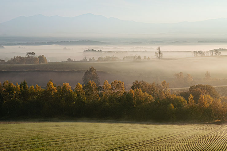 SONYα7R Ⅳ・ FE 16-35mm F2.8 GM（35mmで撮影）で撮影した田園や林の風景のトリミング後の画像
