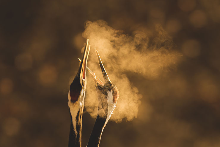 SONYα7R Ⅳ・FE 600mm F4 GM OSSで撮影したタンチョウのつがいのトリミング後の画像