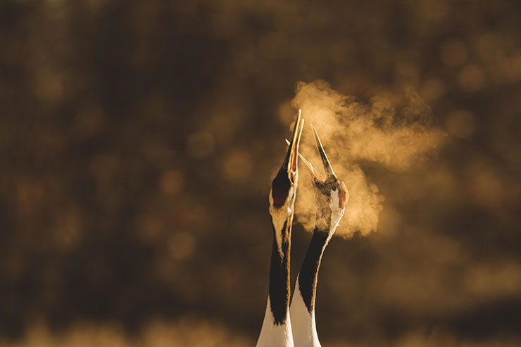 SONYα7R Ⅳ・FE 600mm F4 GM OSSで撮影したタンチョウのつがいのトリミング前の画像