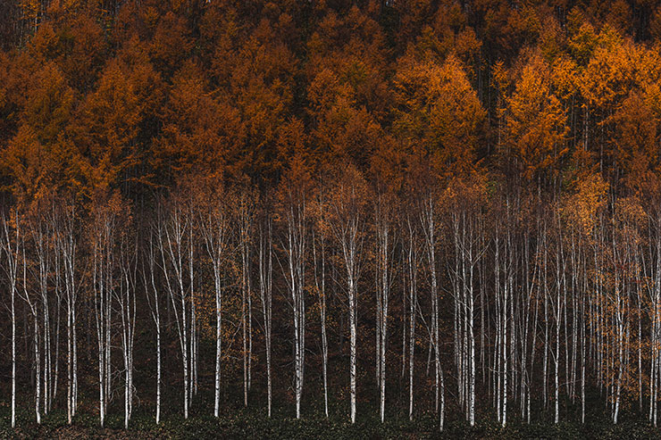 SONYα7R Ⅳ・FE 70-200mm F2.8 GM OSS（91mm）で撮影したカラマツと白樺と木立の画像