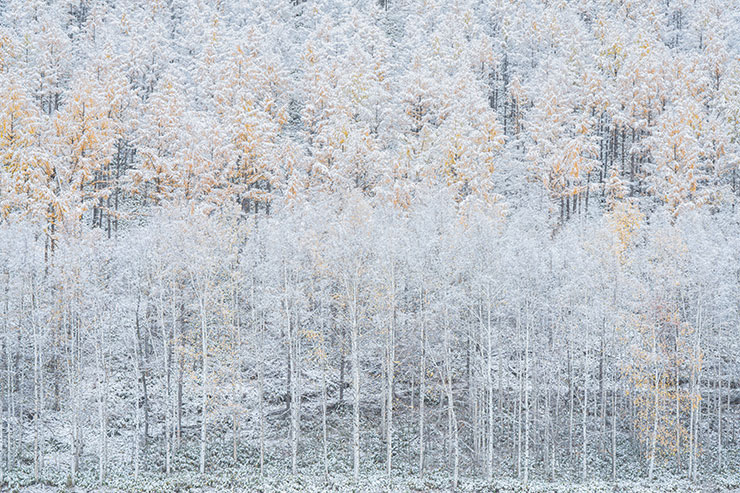 SONYα7R Ⅳ・FE 70-200mm F2.8 GM OSS（108mm）で撮影した雪化粧をまとったカラマツと白樺と木立の画像