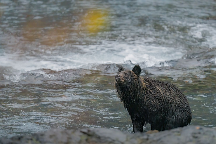 SONYα7R Ⅳ・FE 600mm F4 GM OSSで撮影した川にいるヒグマ画像