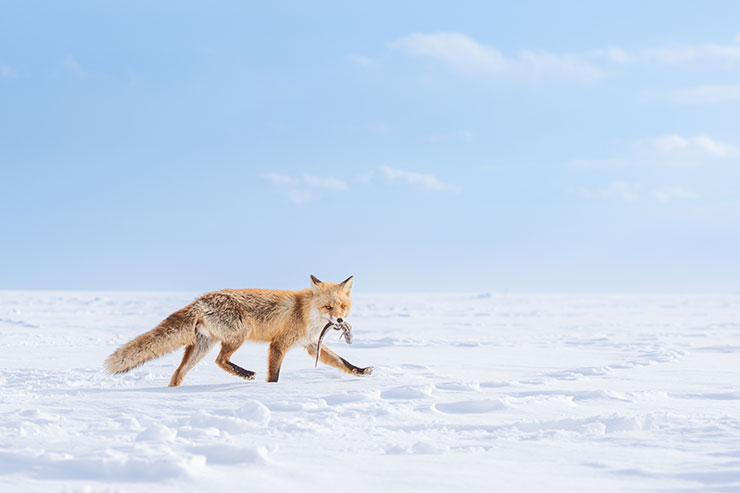 SONYα7R Ⅳ・FE 70-200mm F2.8 GM OSS（70mm）で撮影したら雪の上を歩く魚を咥えたキツネの画像