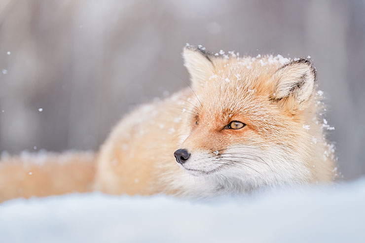 SONYα7R Ⅳ・FE 70-200mm F2.8 GM OSS（200mm）で撮影した雪の上に伏せているキツネの画像