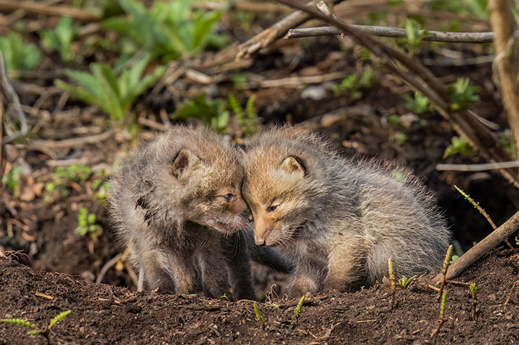 SONYα7R Ⅳ・FE 600mm F4 GM OSSで撮影した子ギツネの画像