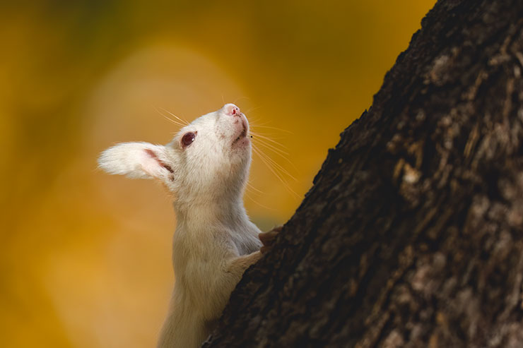 SONYα7R Ⅳ・FE 600mm F4 GM OSSで撮影した木の上のエゾリスの画像